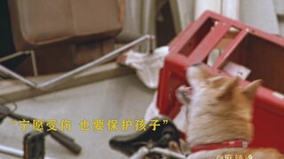 “我相信你一定会回来”柴犬拼命在废墟救主人，被遗弃的它苦苦等待。