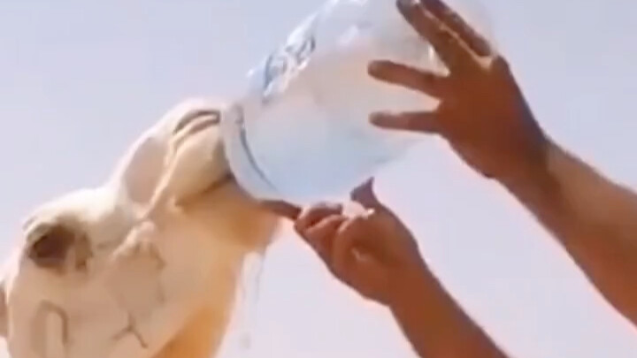 The camel was about to die of thirst, but luckily it knew to ask humans for water.