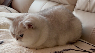 The whole process of a kitten hiding its limbs