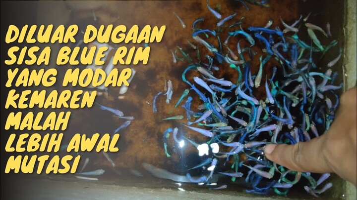 Diluar dugaan, sisa Blue rim yang kemaren MODAR, Alhamdulillah MUTASI lebih awal❗jackpot KANDA🙏🏻