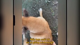 Mấy bạn nuôi chó có ai giống mình k 😂😂😂