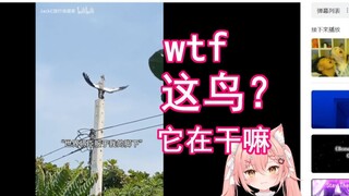 【Hiiro】猫猫看 世界将臣服于我脚下