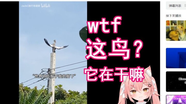 【Hiiro】猫猫看 世界将臣服于我脚下