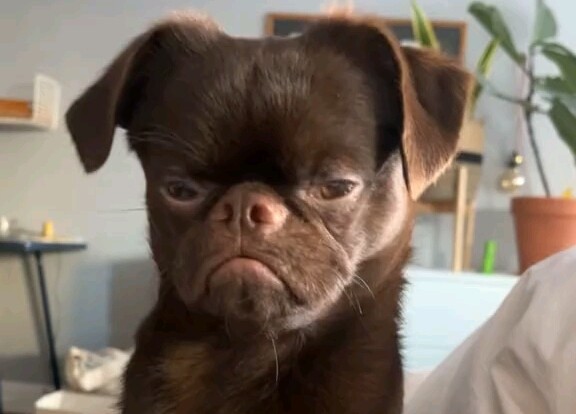 Hilarious moments with pets 😂 Small animals heal everything