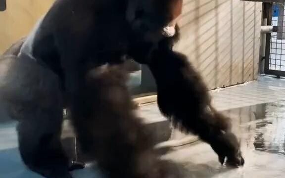 กอริลลาโชว์ท่าเต้นของเขา