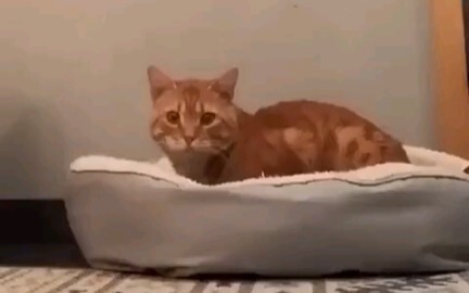 Ikuti jalur kucing, sehingga kucing tak punya jalan untuk melarikan diri.