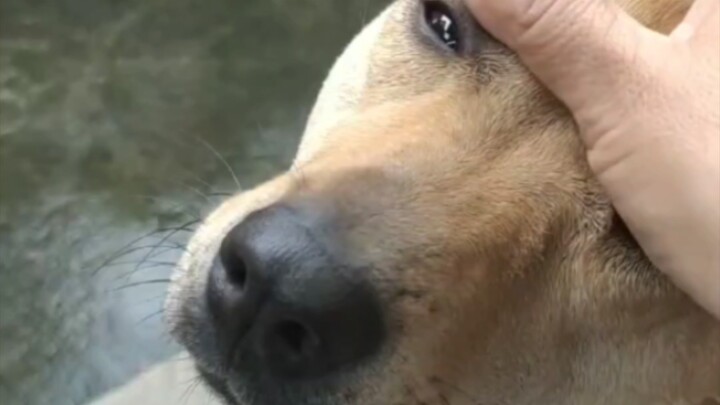 Petting six times in one minute—surpasses 90% of dogs nationwide!
