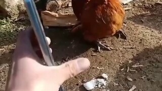 Rise with the rooster