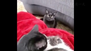 Cats Will Never Be Mad!!!