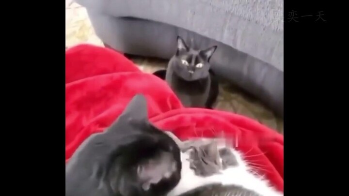 Cats Will Never Be Mad!!!