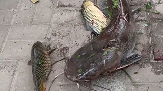 Mengenalkanmu pada 8 jenis ikan, kamu pernah makan yang mana?