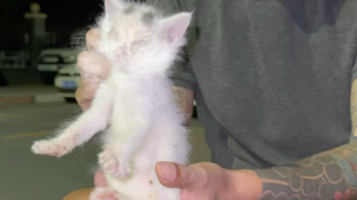 A Kitten’s Rebirth!
