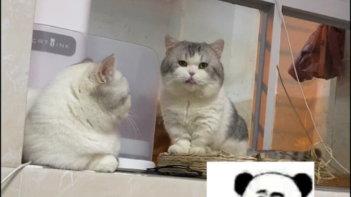 I finally get it—IQ really does equal looks...