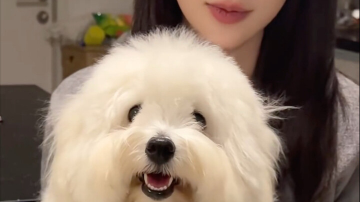 Cake Hand is leading the little dog in dancing the same routine, totally obsessed with Janeyeh!