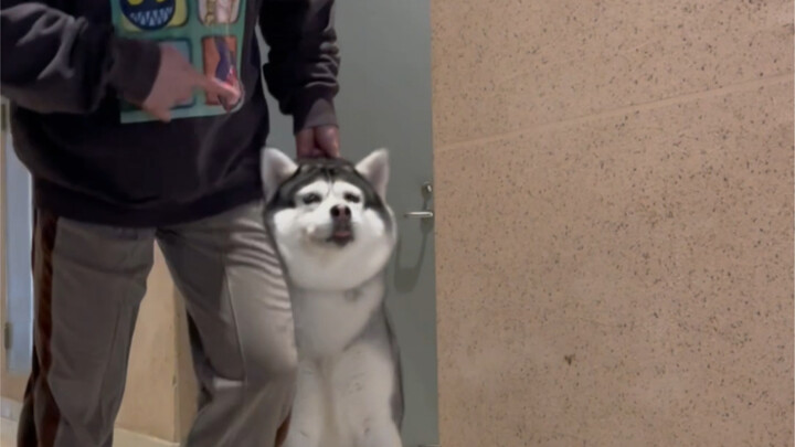 Chó Husky quả nhiên không làm tôi thất vọng.