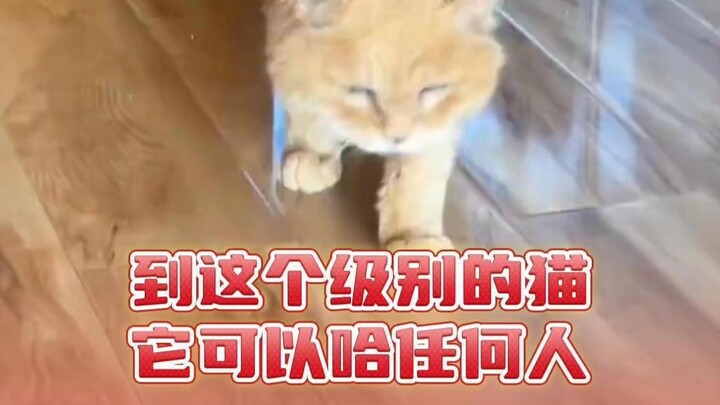 At this level, the cat can hiss at anyone.