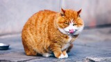 [Mèo cưng] Đế Quốc Ăn của Phách Phách - Địa vị trong giới mèo
