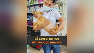 Bé cún bị bỏ rơi đã tìm được chủ mới dcgr petonesaigon tuitienpet