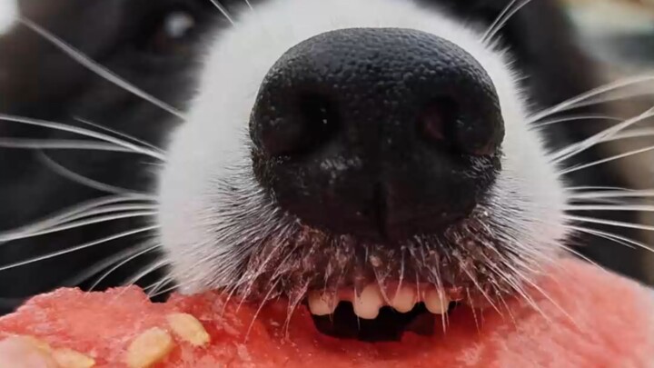This is the right way to raise a Border Collie.