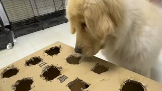 原来狗狗也有玩不起的时候