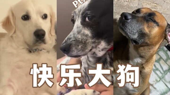 Kumpulan Anjing Bahagia Bagian 27