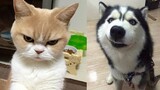 Thử Thách Cấm Cười - Tik Tok Chó Mèo Hài Hước - Thú Cưng | Try Not To Laugh Challenge Tiktok Animals