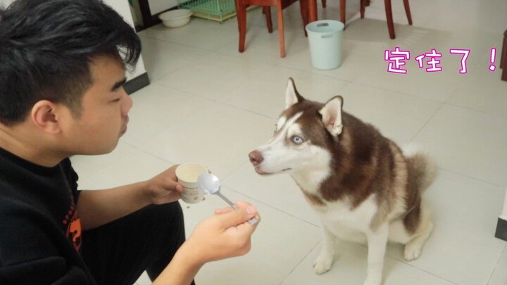 The owner eats yogurt and teases the German Shepherd, who suddenly freezes—what will the dog do?