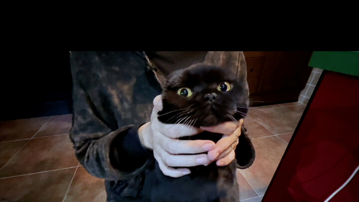 ใครมีแมวมาอุ้มหน่อย ดูเหมือนลิงทะลวงฟ้าเลย! กระโดดขึ้นลงป๊าบๆ… 55555