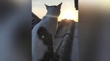 ชมพระอาทิตย์ cat fyp ทาสแมว ทาสแมว แมว tiktok เรียกแมว