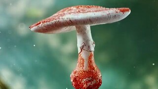 蘑菇，就是艺术！