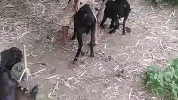 a little boy withgoat