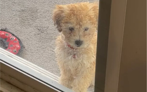 An adult dog teaches a puppy how to use a doggy door… Netizens say that seeing this big dog, they au