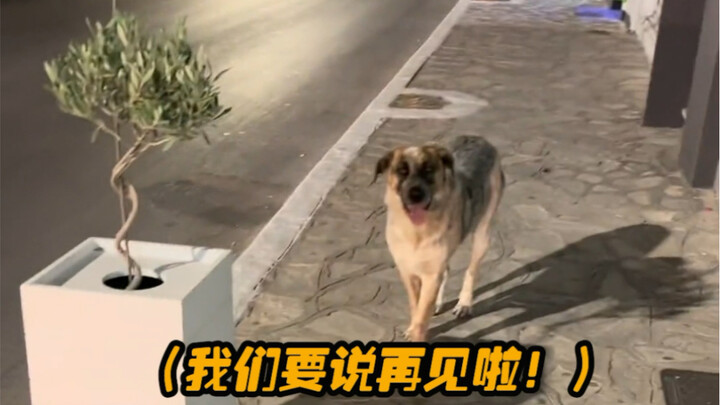 Gak kebayang betapa cerianya aku bakal jadi kalau ketemu anak anjing kayak gini.