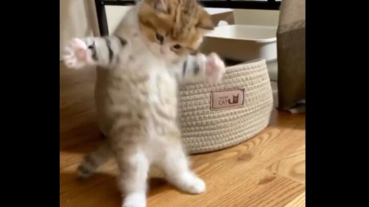 Seekor kucing kecil berbulu lembut yang sangat menggemaskan saat melompat