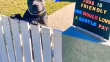 sad pitbull turned into happy 🥰🥰
