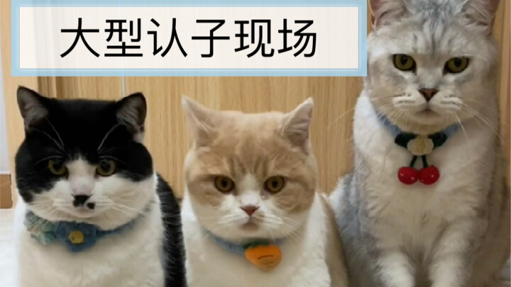Can a mother cat be pregnant with kittens fathered by multiple male cats at the same time?