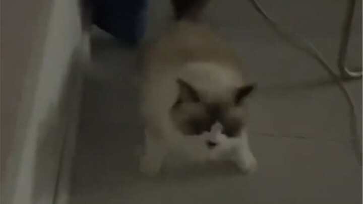 Does this cat run on diesel?