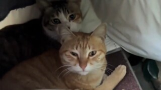 รถพลังงานไฟฟ้าในวิทยาเขตเป็นที่ที่แมวชอบมาอยู่มากที่สุด