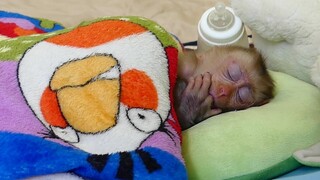 So Lovely! This's So Adorable Baby Monkey Maki Sleep So Warming Covered with his new blanket