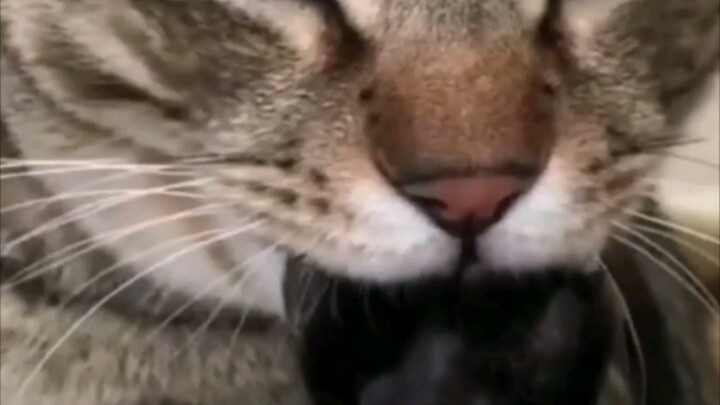 I heard that a cat's personality and appearance tend to become more and more like its owner... So it