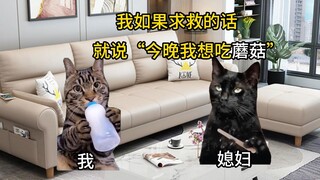 【Meme mèo】Mật mã bí ẩn giữa vợ chồng