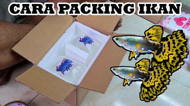 CARA PACKING IKAN GUPPY YANG BAIK DAN BENAR !!!