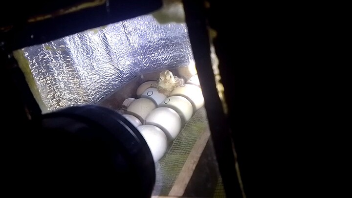 New born chicks in an incubator!😍🥰🐣🐤