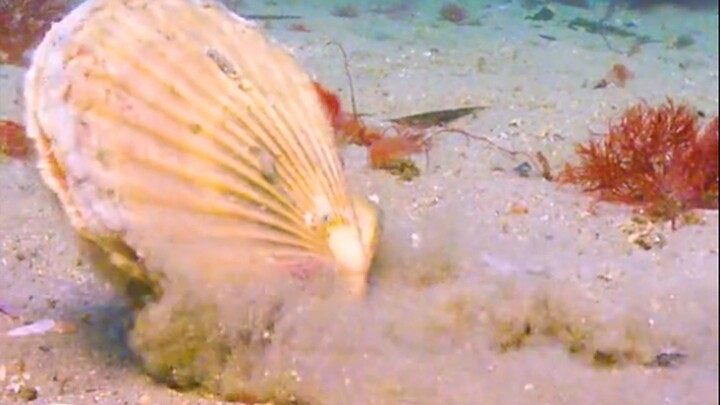 In case you haven't seen a scallop "walk", SpongeBob SquarePants is not kidding me