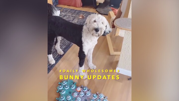 This dog can talk! #DailyWholesome# Bunny Updates