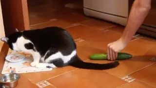[Animals]What would a cat do with cucumbers...