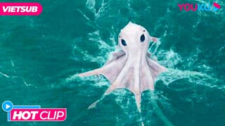 Quái vật biển sâu nổi giận báo thù | Bạch Tuộc Khổng Lồ |  | Phim Lẻ YOUKU