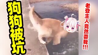 狗狗被坑了也是会失足的！！！