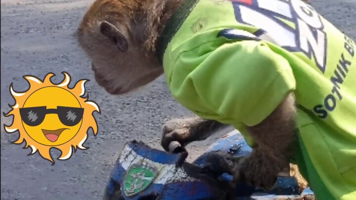 VIDEO LUCU BANGET SI MONYET