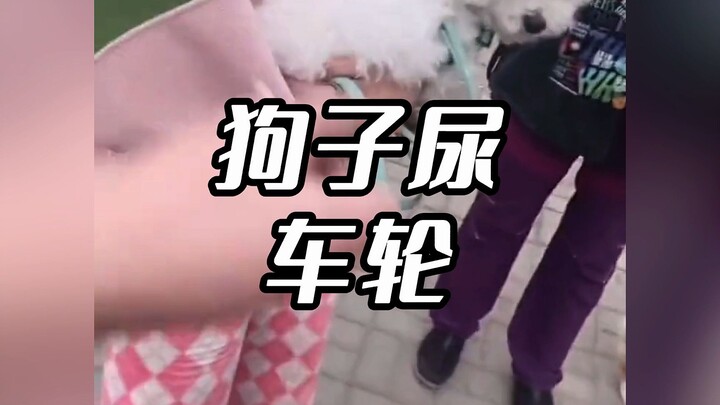 Anjing kencing di atas roda mobil